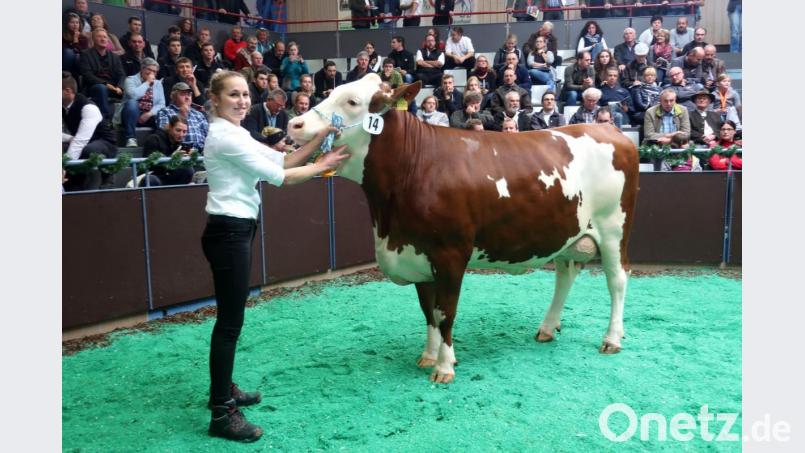 Stolz präsentiert Annalena Schleicher ihre Kuh &quot;Whitney&quot;, mit der sie das Championat bei den &quot;Kühen mit einer Kalbung&quot; gewann. Zahlreiche Züchter im voll besetzten Ring des Tierzuchtzentrums verfolgten den Schönheitswettbewerb. Bild: Hirsch