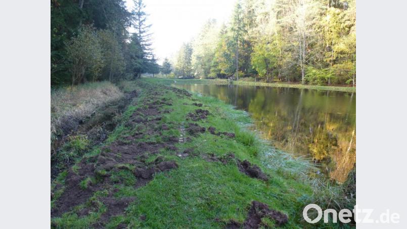 Wildschweine verwüsten den Weiherdamm über Nacht. Der Schaden ist nicht zu übersehen. Bild: bk