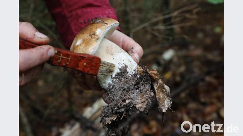 Eine Pilzsucherin putzt einen Steinpilz. Foto: Bodo Schackow/zb/dpa/Archivbild Bild: Bodo Schackow