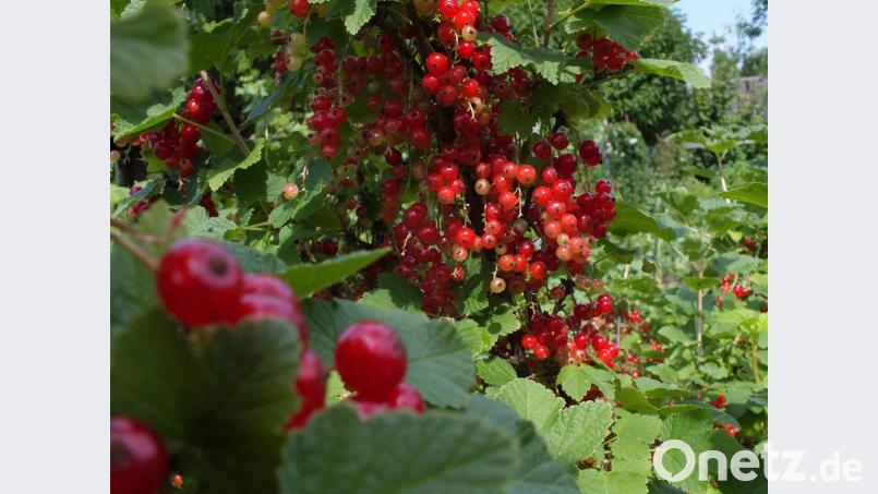 Pflück mich und iss mich: Wenn es nach der CSU geht, soll Amberg eine essbare Stadt werden. Ausdrücklich erwünscht ist, dass die Bürger das Obst, aber auch verschiedene Beeren – wie Johannisbeeren – von städtischen Bäumen und Sträuchern pflücken und essen dürfen. Bild: Petra Hartl