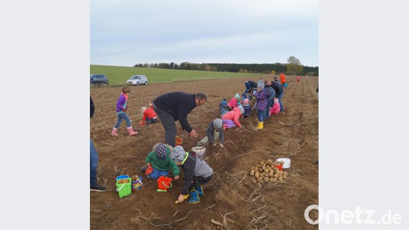 Die Kinder sind Begeisterung bei der Kartoffelsuche. Bild: fvo