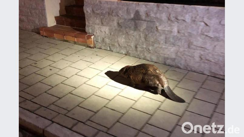 In Lauf an der Pegnitz (Kreis Nürnberger Land) hat die Polizei einen besonderen Gast eskortiert: einen Biber. Bild: Polizeipräsidium Mittelfranken/dpa