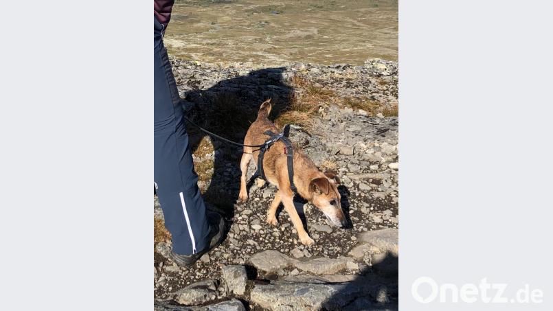 Westfalenterrier Luzi ist verschwunden. Im Speinsharter Forst fanden deswegen schon an drei Tagen große Suchaktionen statt. Bild: exb