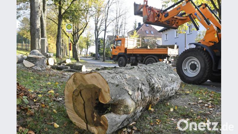 Zum Teil ausgehöhlt und im Innern morsch ist der Stamm, den der Bauhof neben drei weiteren Bäumen am Kulturhügel gefällt hat. Bild: Petra Hartl