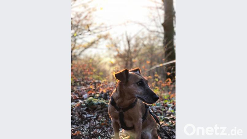 Westfalenterrier "Luzi" ist verschwunden. Bild: exb