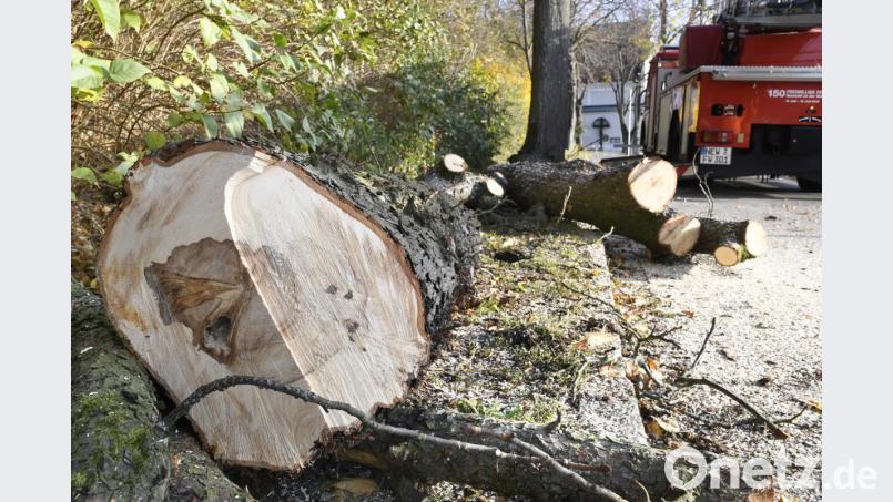 Nach einem Tag Arbeit liegen die kranken Bäume an der Felixallee am Boden. Die Stadt hat versprochen, für die meisten eine Ersatz zu pflanzen. Bild: Petra Hartl