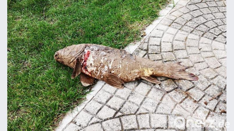 Ungewöhnlicher Anblick vor einem Wohnhaus in Hirschau: Ein &quot;Flug-Karpfen&quot;. Der stattliche Fisch ist mit Schlamm überzogen und hat eine Fleischwunde hinter der Kieme. Bild: ind