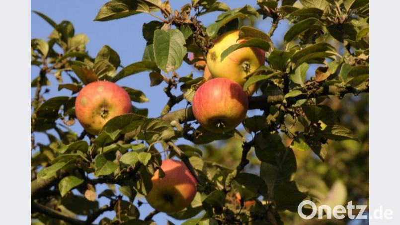 Nicht nur schön zum Anschauen: Die Stadt Amberg hat nichts dagegen, wenn sich Passanten an ihren Obst-Bäumen bedienen. So lange sie es nicht übertreiben. Bild: Petra Hartl