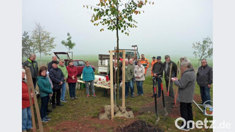 Mit der „Edi-Linde“ setzt die Siedlergemeinschaft „Am Krumpes“ zum 60-jährigen des Vereins ihrem Ehrenvorsitzenden Edi Nickl ein Denkmal am „Steinernen Tisch“. Bild: Dobmeier