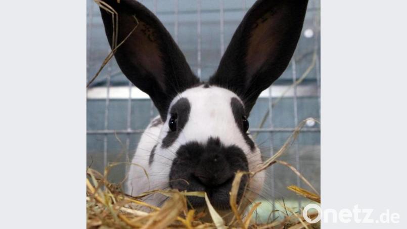 Bei der Lokalschau kann man den eindrucksvollsten Kaninchen ganz nahe kommen. Bild: e