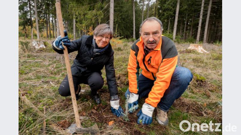 Regierungspräsidentin Heidrun Piwernetz pflanzt gemeinsam mit Winfried Pfahler, Leiter des Forstbetriebs Fichtelberg anlässlich einer Informationsfahrt eine Tanne an der Königsheide bei Weidenberg. Bild: Martin Hertel/Forstbetrieb Fichtelberg