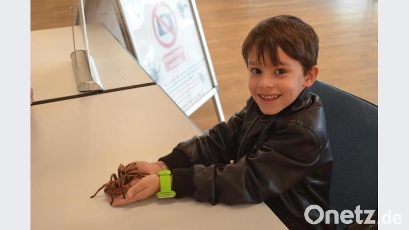 Die Hildegard, eine &quot;Grammostola rosea&quot;, hat keine Berührungsangst mit Lukas. Und der auch nicht mit der Hildegard. Bild: fz