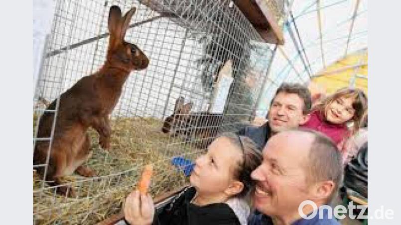 Bei der Lokalschau kann man den Kaninchen ganz nahe kommen. Bild: e