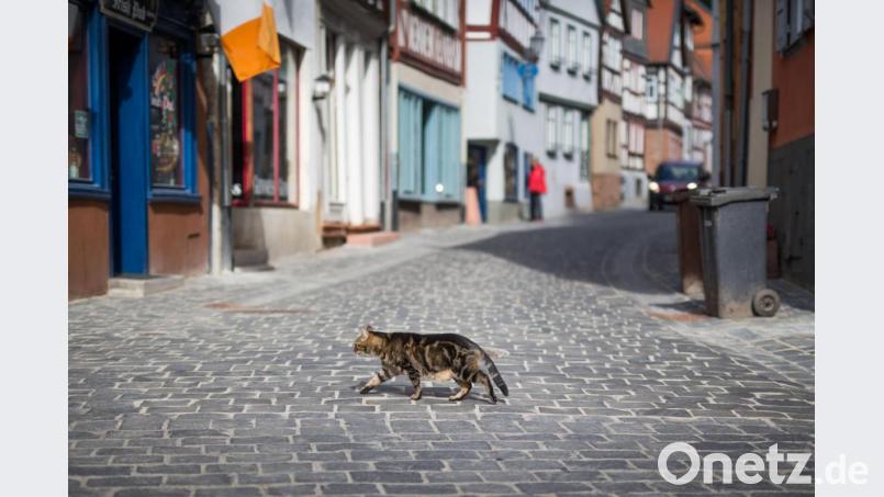 Eine Katze überquert eine gepflasterte Straße. F. Foto: Frank Rumpenhorst/dpa Bild: Frank Rumpenhorst