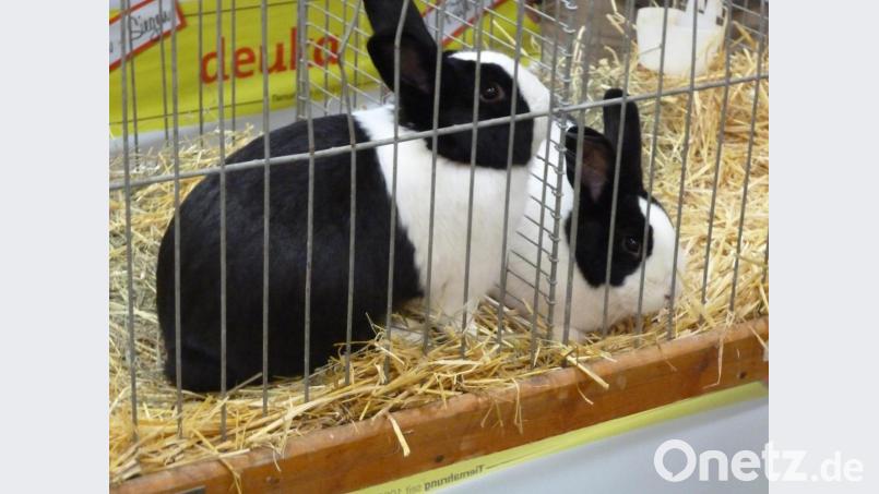 Kaninchen in Schwarz-weiß. Bild: wrt