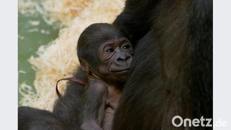 Im Nürnberger Tiergarten hat Gorillaweibchen Habibu ihr erstes Junges zur Welt gebracht. Bild: Ramona Such