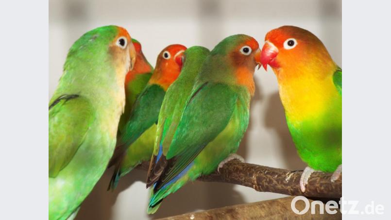 Bunte Farbenpracht im grauen November: Diese Vögel heißen Rosenköpfchen. Bild: e