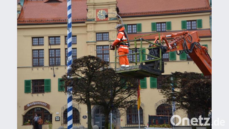 Auch die Bäume brauchen &quot;Friseure&quot;, wenn sie ansehnlich bleiben sollen. Sabine Dworzak setzt derzeit die Heckenschere vor dem Rathaus zum Formschnitt der Kugelbäume am Marktplatz an. Bild: dob