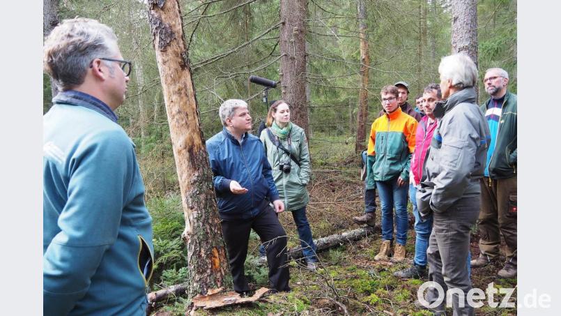 Bundestagsabgeordneter Stefan Schmidt von Bündnis 90 /Die Grünen (Zweiter von links) hört sich bei einem Rundgang im Naturwaldreservat "Gscheibte Loh" die Probleme und Nöte der Forstleute an. Bild: Bühner