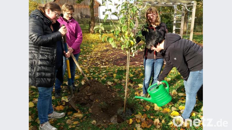 Bei der „Woche der Gesundheit und Nachhaltigkeit“ an der Grundschule Mähring wurde von den Mitgliedern des Elternbeirates ein Apfelbaum im Pausenhof gepflanzt. Bild: Grundschule Mähring/exb