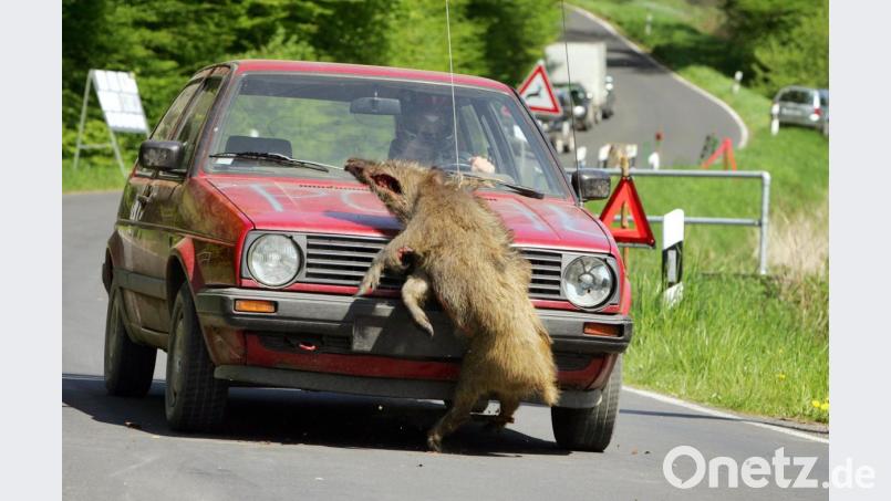 Simulation eines Wildunfalls: Das Auto eines Testfahrers stößt mit einem jungen Wildschwein zusammen. Das zuvor getötete Tier war dazu mit weißen Seilen fixiert worden. Archivbild: Uwe Zucchi
