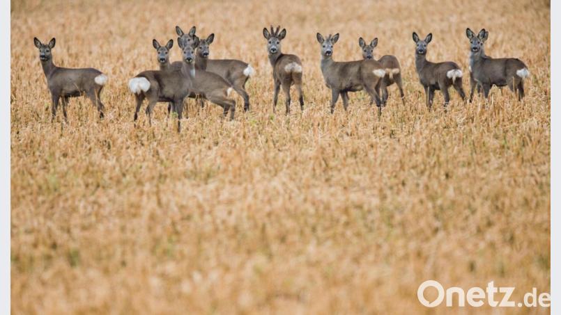 Rehe stehen auf einem Feld (Symbolbild): Wer hier als Autofahrer vorbei kommt, sollte aufmerksam sein. Und damit rechnen, dass ihm nicht nur eines der Tiere, sondern auch mehrere vors Fahrzeug laufen. Symbolbild: Julian Stratenschulte