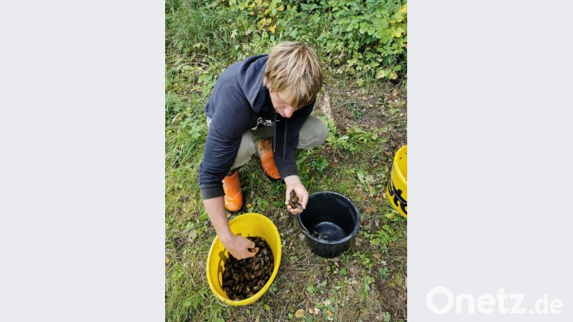 Ranger Martin Kreisel zählt Bachmuscheln vor der Umsiedlung. Bild: Naturpark Fränkische Schweiz - Frankenjura