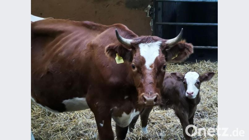 Mutterkuh „Spächtli“ aus der Schweiz gebar nach ihrer Flucht in ihrer neuen Heimat Eslarn überraschend einen Bullen. Doch wer ist der Vater? Bild: gz