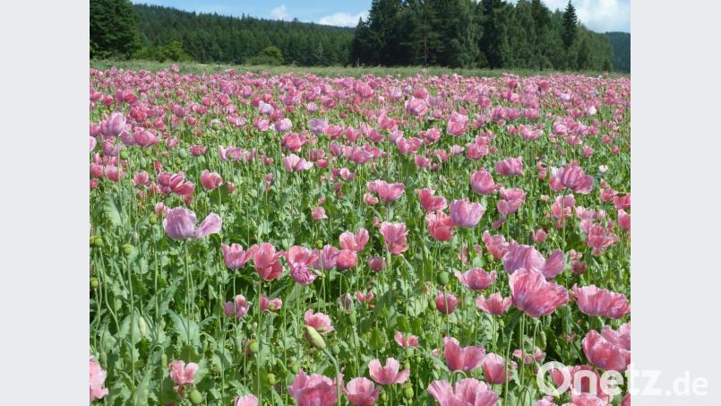 Der Mohn ist ein farbenprächtiges Aushängeschild der Öko-Modellregion Steinwald. Zusätzliche Anbauflächen werden gesucht. Bild: bsc
