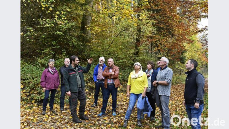 Das Forstamt ist seit Jahren dabei, die fast reinen städtischen Nadelwälder in klimastabile Mischwälder umzubauen, um so auf den Klimawandel zu reagieren, versicherte Revierleiter Bernhard Raschka den SPD-Stadträten. Bild: Petra Hartl