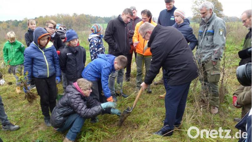 Die Kinder der 5a mit Lehrerin Felicitas Berger (links) schauen zu, wie Ambergs Bürgermeister Martin Preuß den Baum pflanzt. Bild: kal