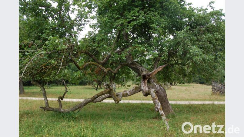 Dieser Baum steht auf der städtischen Streuobstwiese in Rammertshof. Er stützt sich auf zwei dicke Äste, die zum Teil bereits abgestorben sind. Dennoch ist dieses Exemplar ziemlich lebendig und trägt sogar Früchte. Bild: B. Ströll