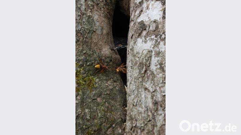 Dieser alte Apfelbaum beherbergt seit Jahren immer wieder ein Hornissenvolk Bild: B. Ströll
