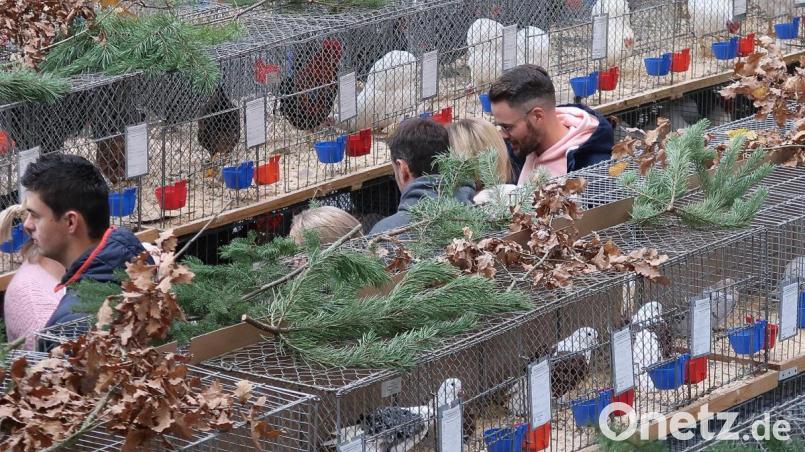 Die Herzen der Tierfreunde höher schlagen ließ die 26. Kreisgeflügelschau des Kreisverbandes Tirschenreuth in Friedenfels. 617 Tiere von Züchtern aus 11 Vereinen im Landkreis konnten bestaunt werden. Bild: bsc