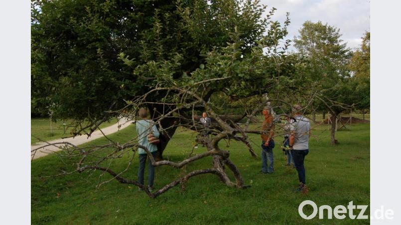 Dieser alte Apfelbaum beherbergt seit Jahren immer wieder ein Hornissenvolk. Bürgermeister Martin Preuß (ganz hinten) beobachtet den Flugbetrieb am Nestausgang aus sicherer Entfernung. Bild: B. Ströll