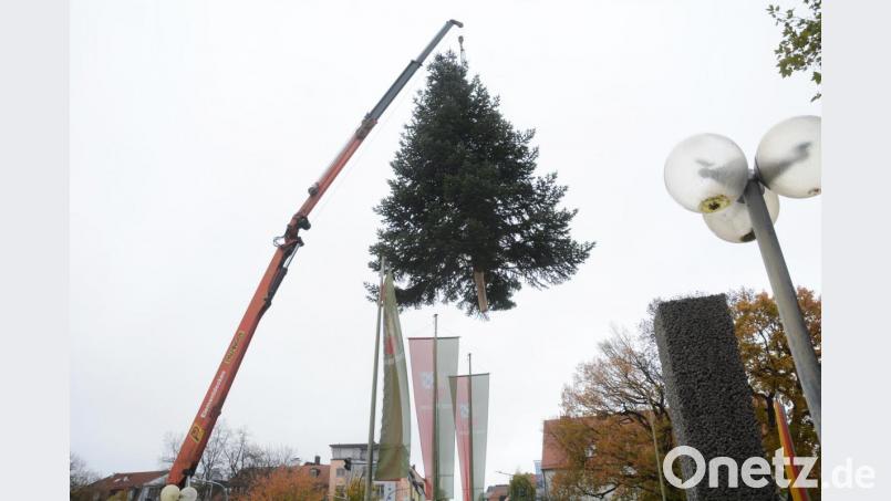 Hoch oben schwebt die Nordmann-Tanne auf ihren neuen Platz vor dem neuen Rathaus. Bald ist sie ein Weidener Weihnachtsbaum. Bild: Gabi Schönberger