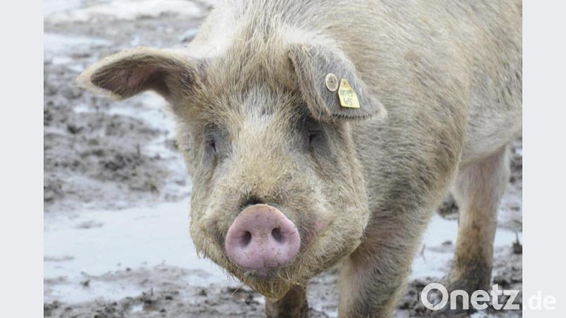 Ein Landwirt in Bernstein plant einen Freiauslauf für seinen Schweinestall. Die Nachbarn können sich mit dieser Idee nicht anfreunden. Sie befürchten, dass die Geruchsbelästigung stark zunimmt. Bild: AMB