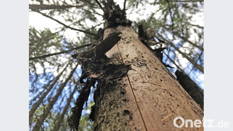 Borkenkäfer bereiten dem Wald flächendeckend Probleme. Bild: Gabi Schönberger