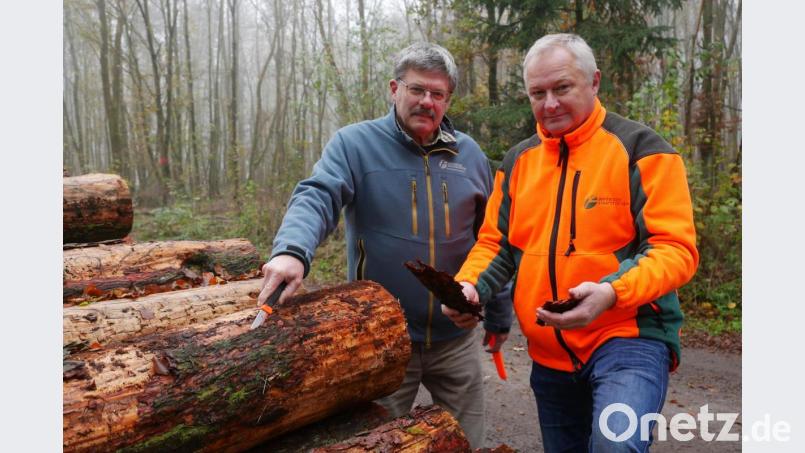 Forstbetriebsleiter Norbert Zintl und Revierförster Wolfgang Pröls (von rechts) brauchen nicht lange zu suchen, um unter der Borke des gelagerten Holzes Fraßspuren des Lärchenborkenkäfers zu finden. Bild: tr