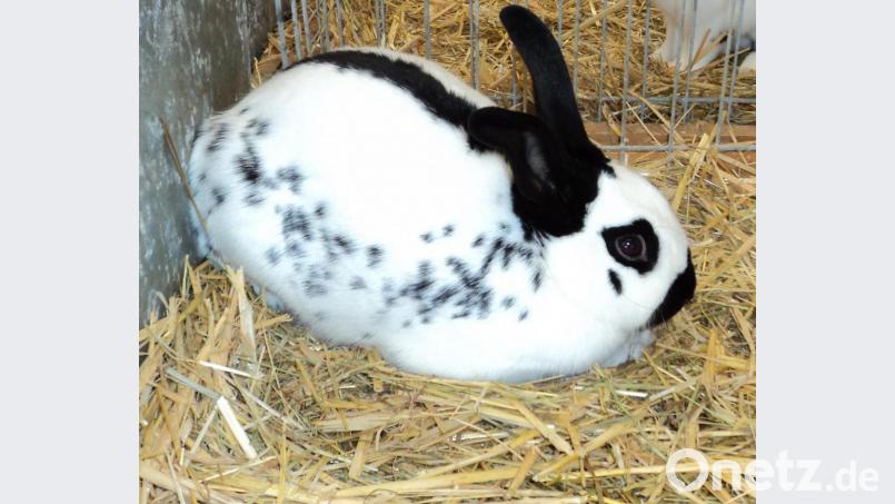 Fein herausgeputzt für die Siegerschau. Bild: ksi