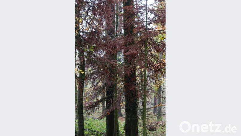 Auch die Weißtanne, die sich hier prächtig entwickelte hatte in diesem Hitzesommer keine Chance. Bild: tr
