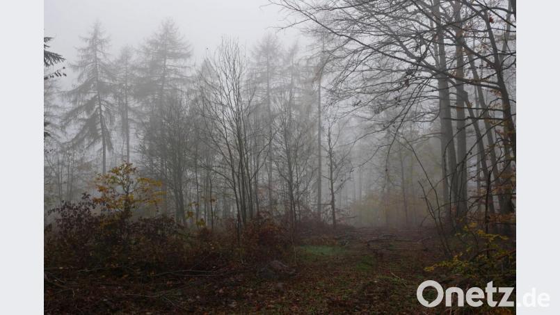 Licht ist der Wald nicht nur deshalb, weil die verbliebenen Bäume ihr Laub abgeworfen haben und deshalb mehr Einblick gewähren. Borkenkäfer, Hallimasche und der trockene Sommer haben vielen Bäumen auf den Basaltkuppen bei Groß- und Kleinbüchlberg das Leben gekostet. Bild: tr