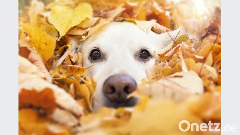 Ein vierbeiniger Freund steigert nicht nur unser Wohlbefinden und unsere Lebensfreude, sondern trägt außerdem dazu bei, dass sich unser Alltagsstress ganz schnell in Luft auflöst. Bild: Gabi Stickler – stock-adobe.com
