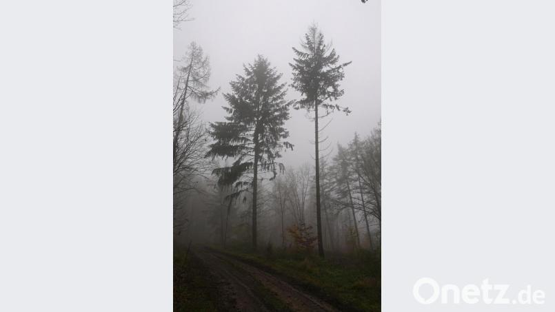 Der Gipfel der rechten Lärche ist bereits schwer geschädigt und wird einer erneuten Käferinvasion und/oder einer weiteren Trockenperiode nicht standhalten. Noch haben die Förster noch Hoffnung für den Baum. Bild: tr