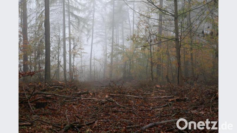 Licht ist der Wald nicht nur deshalb, weil die verbliebenen Bäume ihr Laub abgeworfen haben und deshalb mehr Einblick gewähren. Borkenkäfer, Hallimasche und der trockene Sommer haben vielen Bäumen auf den Basaltkuppen bei Groß- und Kleinbüchlberg das Leben gekostet. Bild: tr