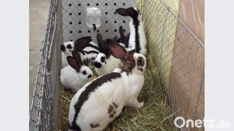 Nicht nur für die Kinder: Streicheln erlaubt Bild: e