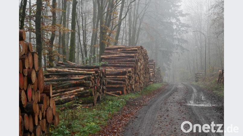 Überall im Revier sind an den Wegrändern die gefällten Käferbäume aufgeschichtet. Im 100 Hektar großen Revier um Groß- und Kleinbüchlberg insgesamt 300 Festmeter. Die Holzpreise sind im Keller, weil es derzeit in vielen Wäldern im westlichen Europa so aussieht und der Markt mit Holz überschwemmt ist. Bild: tr