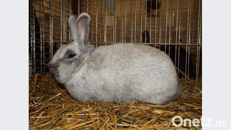 Der Helle Großsilber von Birgit Sperber Bild: e