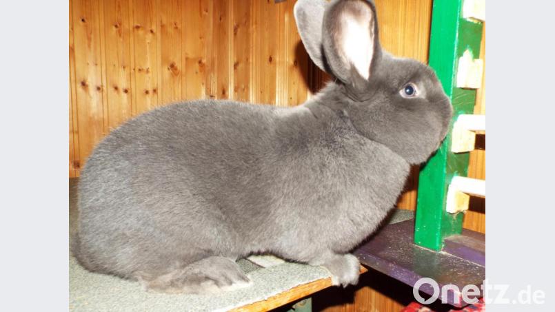 Blaue Wiener von Züchter Herbert Inhofer, eine Spitzenrasse von optimaler Schönheit, im Februar 2019 geboren, 4,2 kg schwer,Tier hat mit 977.5 Punkten die höchste Punktzahl bei den Rassesiegern erreicht Bild: e