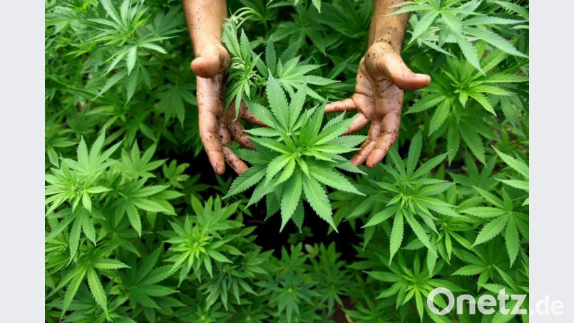 Zwei größere Cannabis-Plantagen hat die Eschenbacher Polizei seit Juli entdeckt. Symbolbild: EPA/ABIR SULTAN ISRAEL OUT